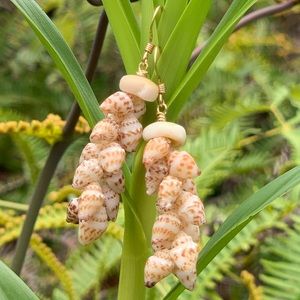 14K GF. Big Island Momi Shells. Hook Earrings.